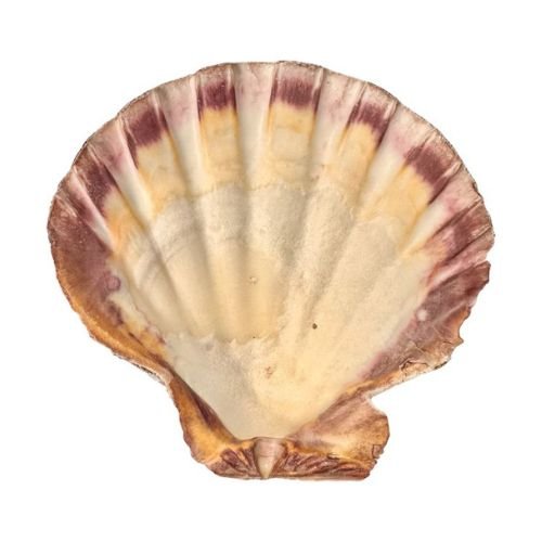 Porte encens coquille St Jacques, Patte de Lion 12-16cm